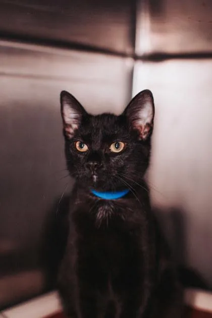 A Spaghetti Petsmart West thumbnail 2
