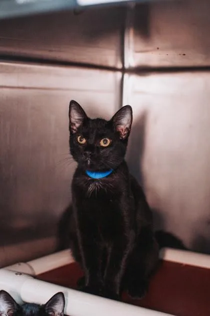 A Spaghetti Petsmart West thumbnail 3