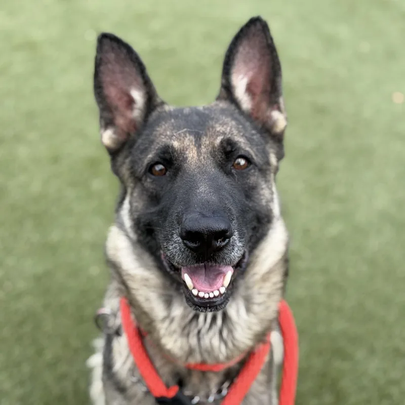 An adult large-sized female Black Belgian Shepherd / Malinois dog named Gatora for adoption in Philadelphia, PA