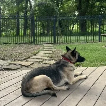 An adult medium-sized male Tricolor (Brown, Black, & White) German Shepherd Dog dog named Trooper for adoption in Houston, TX