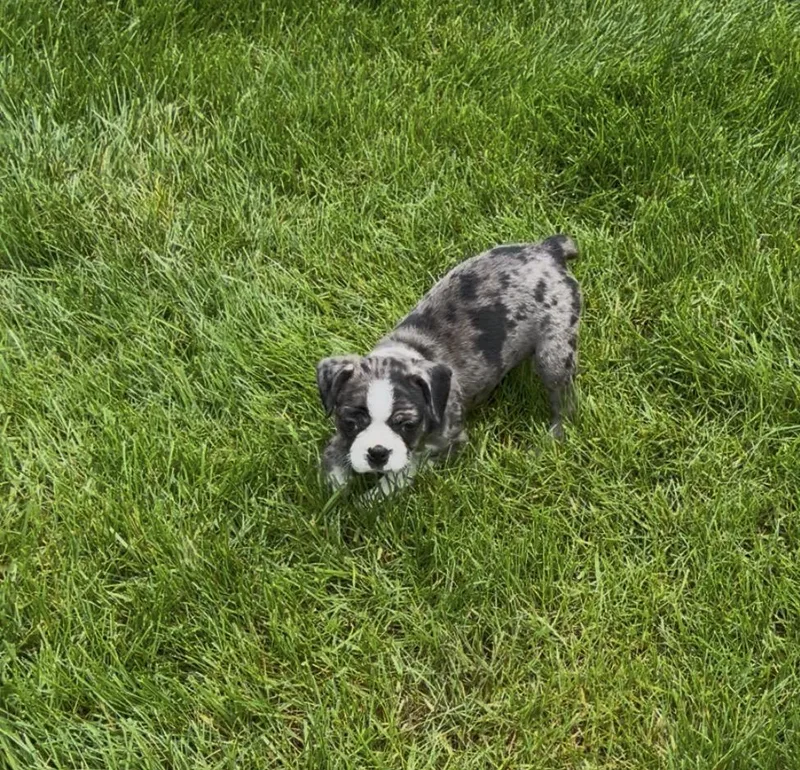 A baby small-sized male Boston Terrier dog named Ernie for adoption in Havertown, PA