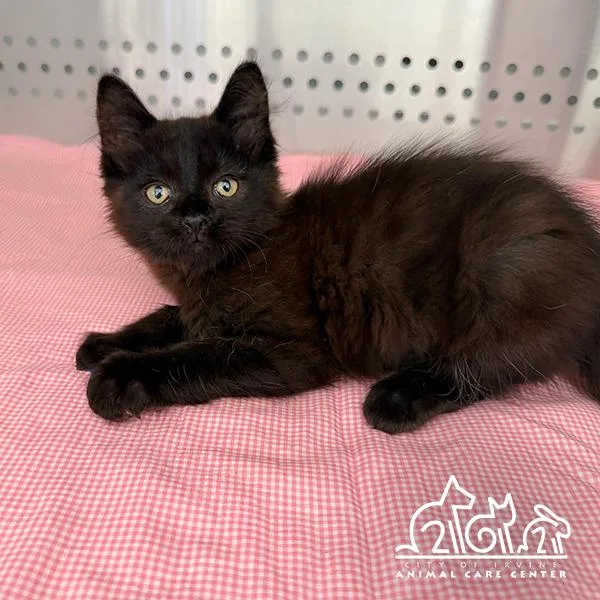 A baby small-sized female Domestic Short Hair cat named Moon for adoption in Irvine, CA