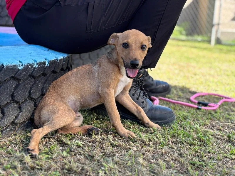 A baby small-sized male Rat Terrier dog named River for adoption in Humacao, PR