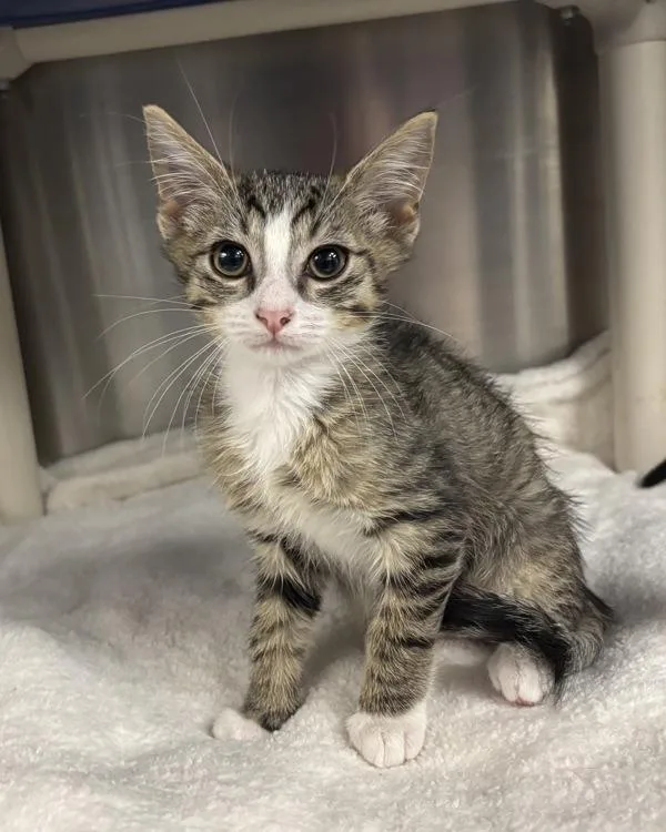 A baby small-sized male Domestic Short Hair cat named Condo for adoption in Richmond, VA