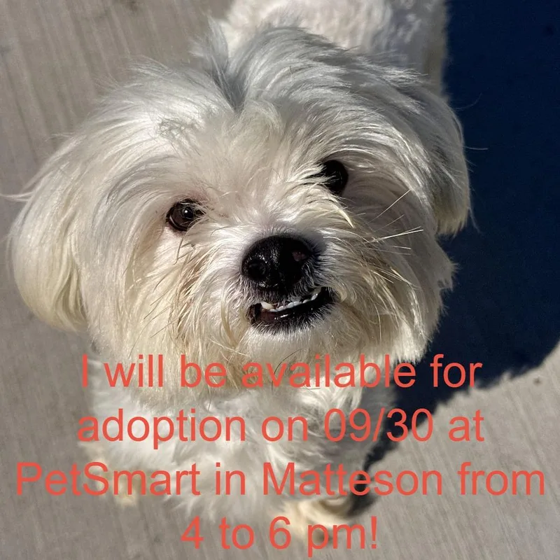 A young small-sized male White / Cream Maltese dog named Zelda for adoption in Matteson, IL