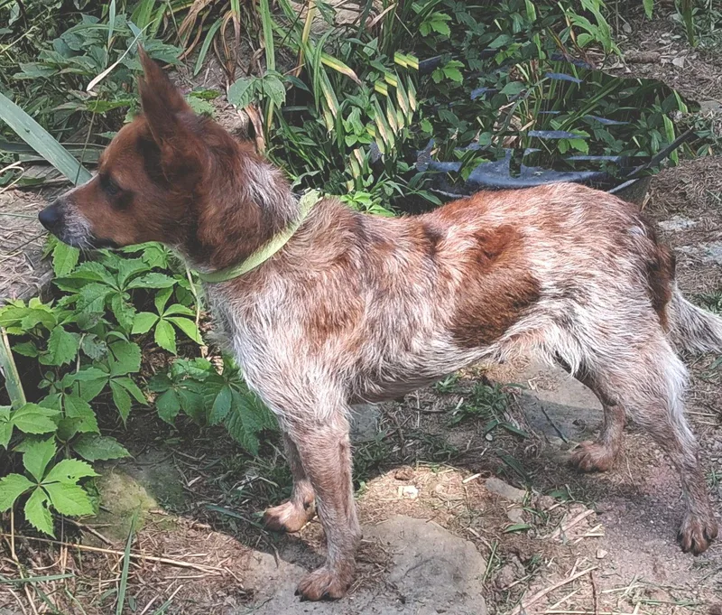 A young medium-sized female Australian Cattle Dog / Blue Heeler dog named Ruby for adoption in Mcconnelsville, OH