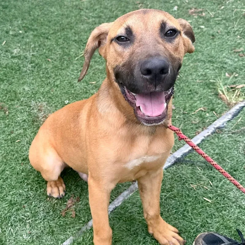A baby small-sized male Mixed Breed dog named Toffee for adoption in Bennettsville, SC
