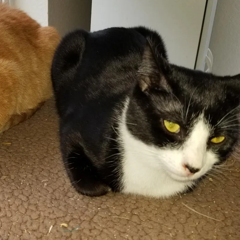 A young small-sized male Black Domestic Short Hair cat named Toby for adoption in Rochester, MN