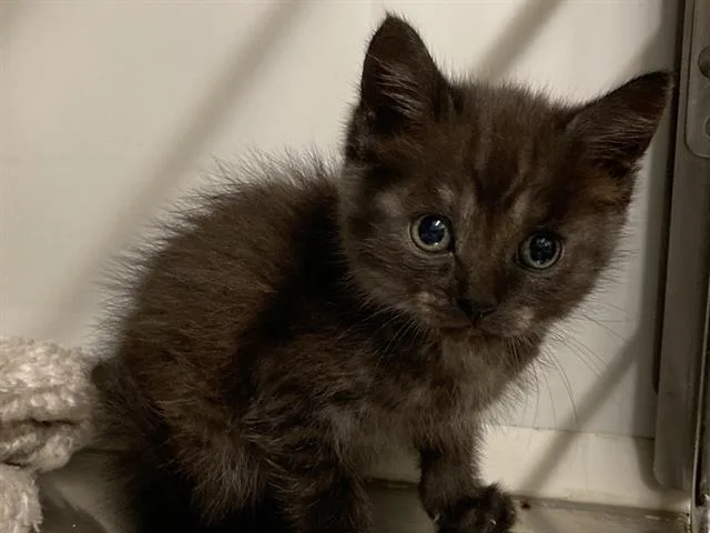 A baby small-sized female Domestic Short Hair cat named Cider for adoption in Tustin, CA