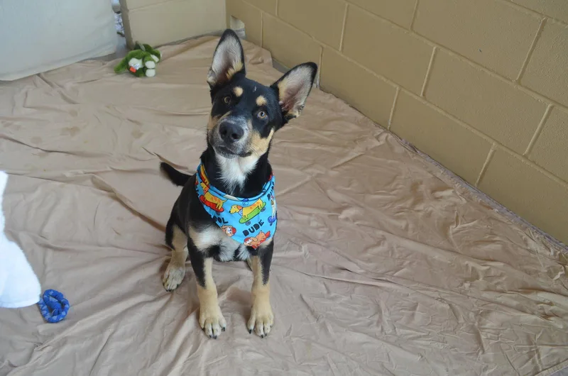A baby large-sized male Shepherd dog named Ordell for adoption in McKinney, TX