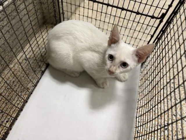 A baby small-sized male Domestic Short Hair cat named Jango for adoption in Miami, FL