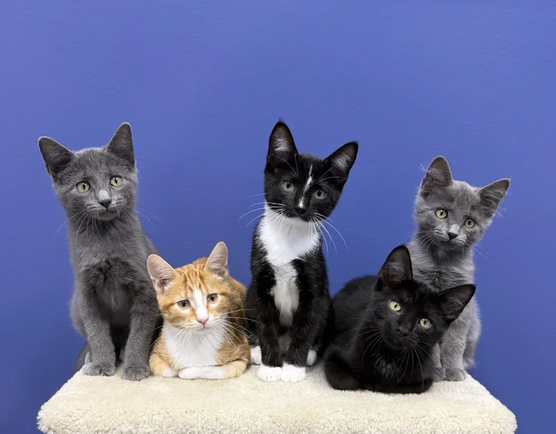 A baby medium-sized male Black Bombay cat named Ned for adoption in High Ridge, MO