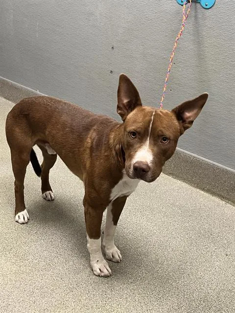 An adult large-sized male Pit Bull Terrier dog named Linguini for adoption in Las Vegas, NV