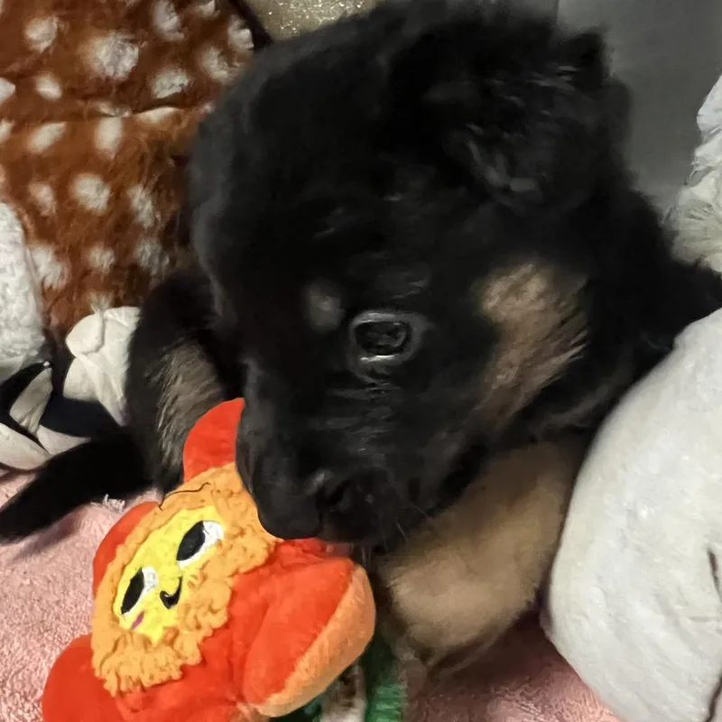 A baby small-sized male Black German Shepherd Dog dog named Sputnik for adoption in Austin, TX