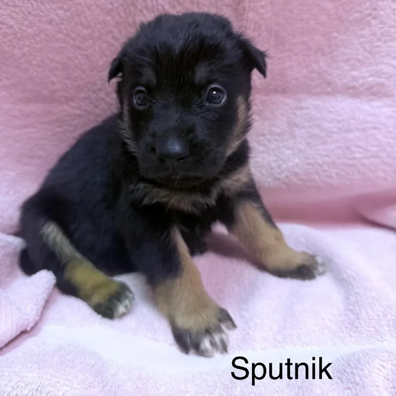 Sputnik thumbnail 5