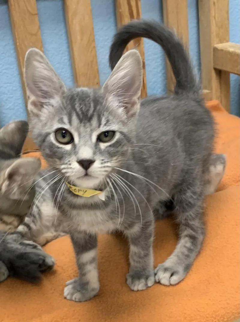 A baby small-sized male Gray & White Domestic Short Hair cat named Hickory for adoption in Hollister, CA