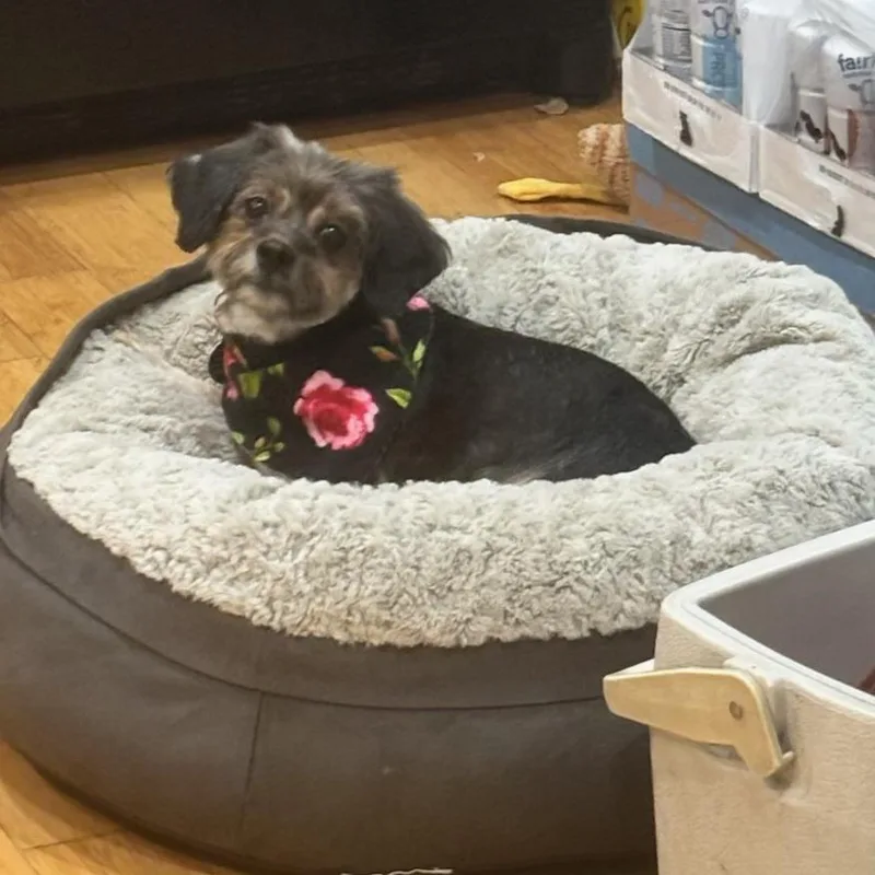 An adult small-sized female Black Yorkshire Terrier dog named Applejack for adoption in Fredericksburg, VA