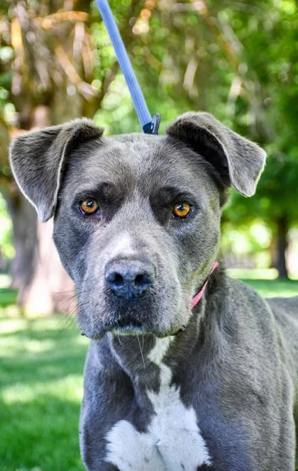 An adult large-sized female Pit Bull Terrier dog named Boba for adoption in Yakima, WA