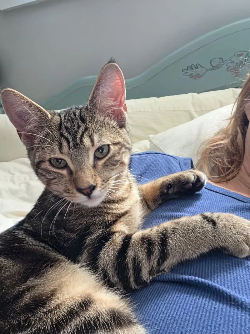 A baby large-sized male Tabby cat named Pancake for adoption in Succasunna, NJ