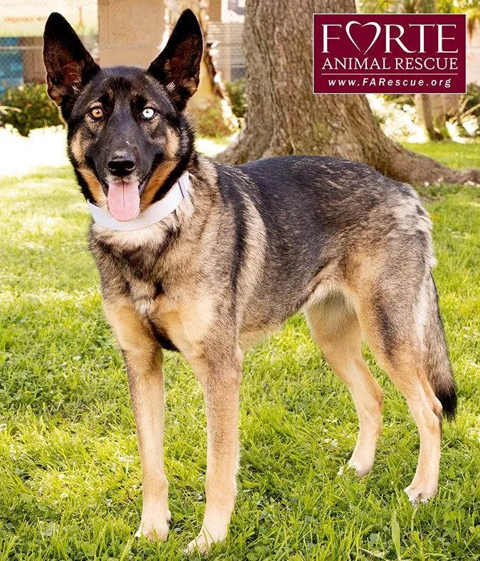 A young medium-sized female Black German Shepherd Dog dog named Parmida for adoption in Marina Del Rey, CA