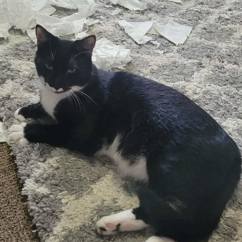 A young small-sized male Black Domestic Short Hair cat named Bandit for adoption in Inwood, WV