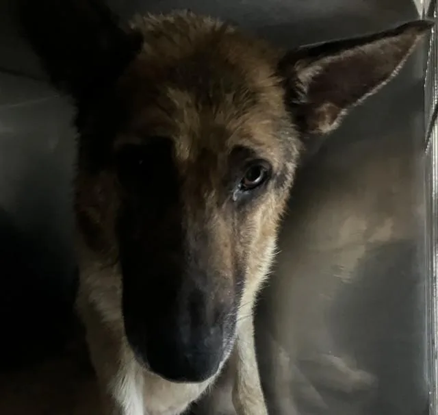 An adult large-sized male Mixed Breed dog named Rando for adoption in Dallas, TX