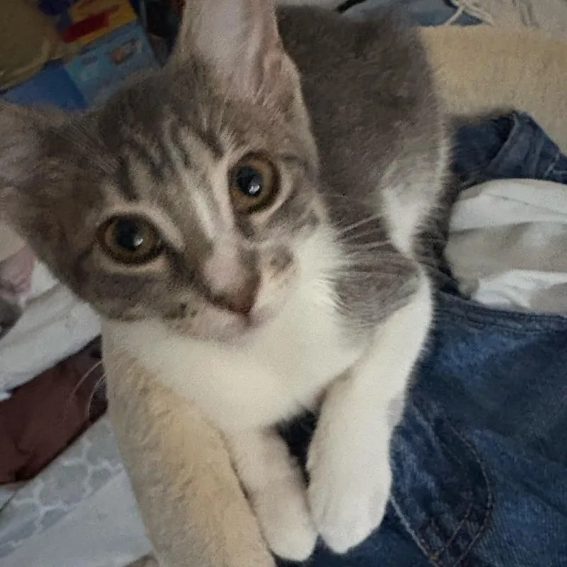 A baby small-sized female Gray / Blue / Silver Domestic Short Hair cat named Spring Rolls for adoption in Westminster, CA