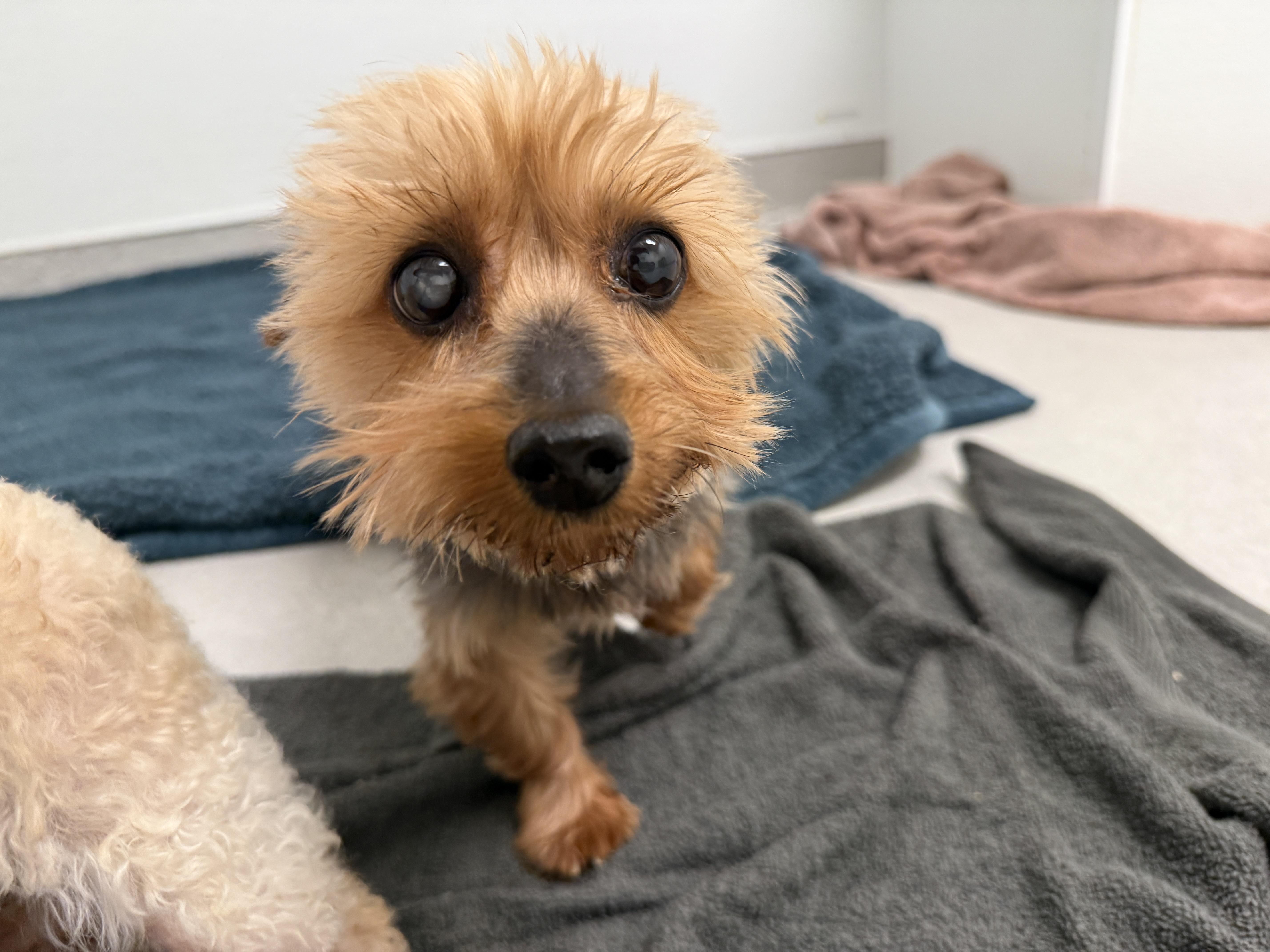 A senior small-sized female Yorkshire Terrier dog named Cloudy for adoption in Evanston, IL