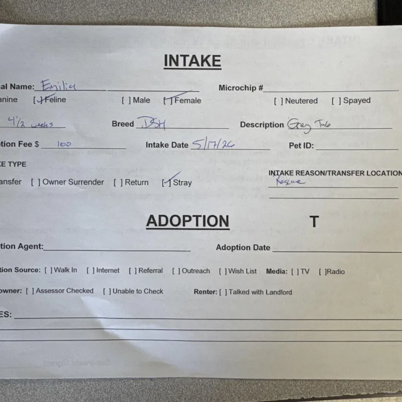 A baby small-sized female Gray / Blue / Silver Domestic Short Hair cat named Emilia for adoption in Medford, OR