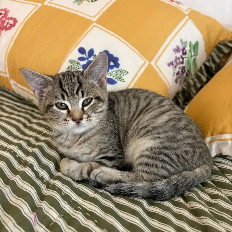 A baby small-sized female Brown / Chocolate Domestic Short Hair cat named Ada for adoption in Harrisonburg, VA