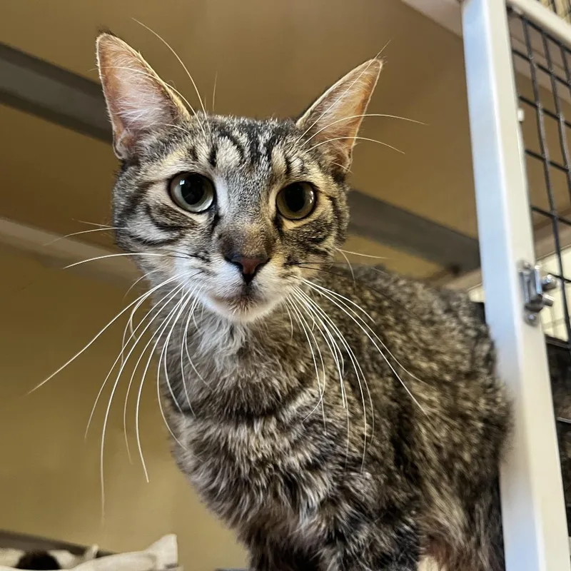 An adult medium-sized female Brown / Chocolate Domestic Short Hair cat named Luna for adoption in Upland, CA