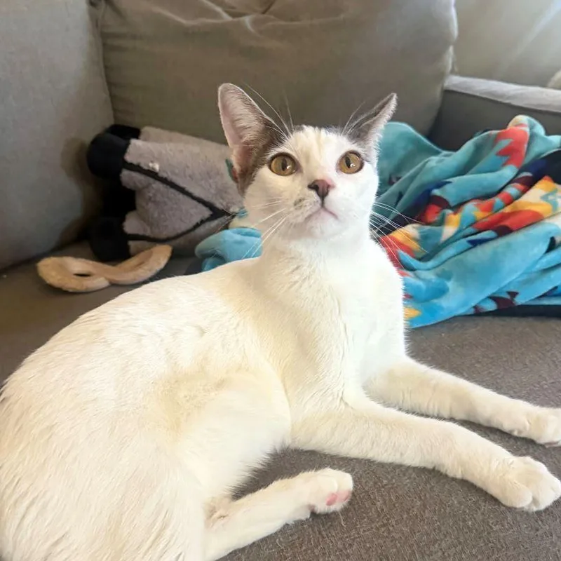 An adult medium-sized male White Domestic Short Hair cat named Wiley for adoption in Tulsa, OK