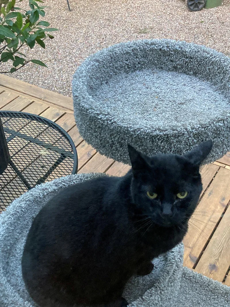 An adult medium-sized female Black Domestic Short Hair cat named Kiki  Offered By for adoption in Hillsboro, OR