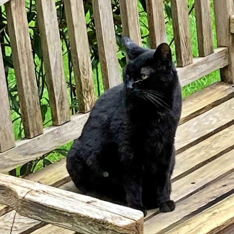 Kiki  Offered By thumbnail 3