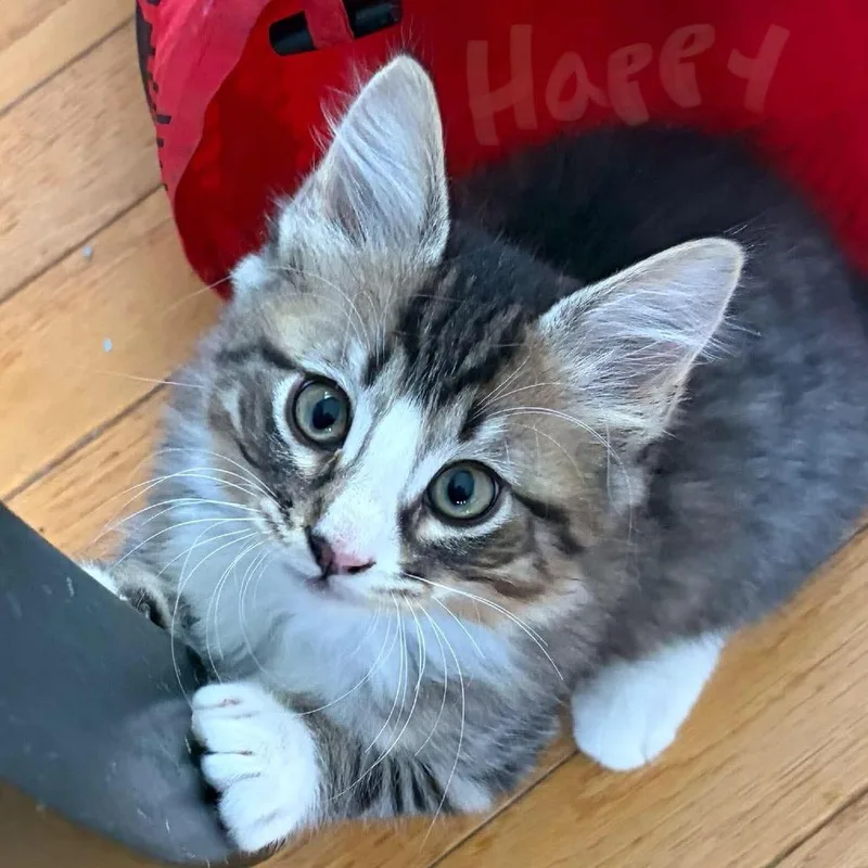 Happy