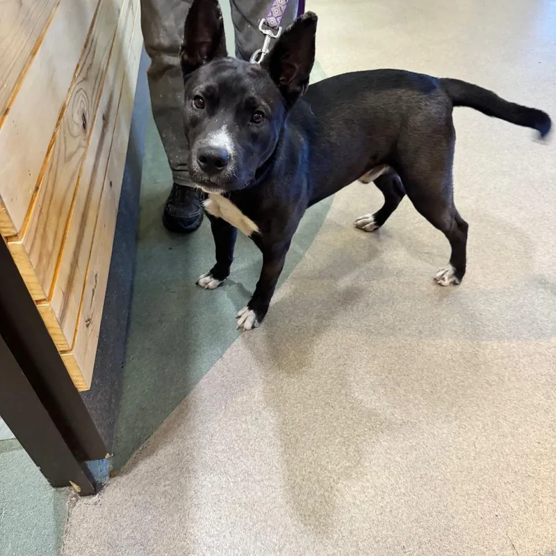 A young medium-sized male Black Terrier dog named IEPAStray for adoption in Upland, CA