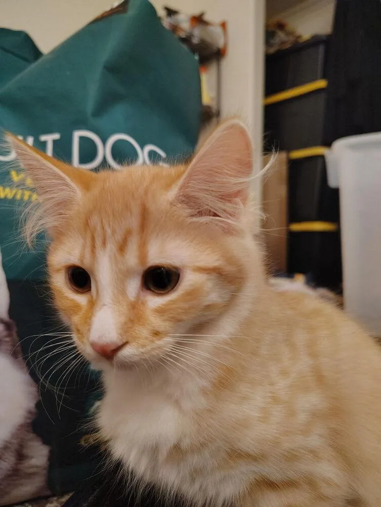 A baby small-sized female Orange & White Domestic Short Hair cat named Butterfingers for adoption in Lancaster, CA