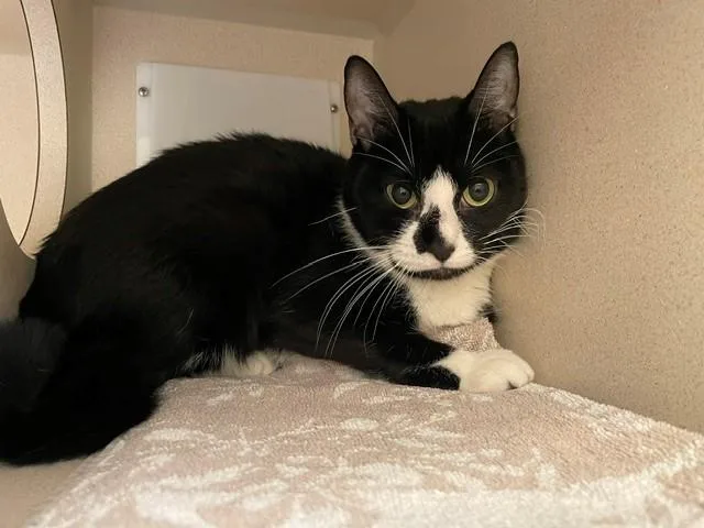 An adult small-sized female Domestic Short Hair cat named Cookie for adoption in Denver, CO
