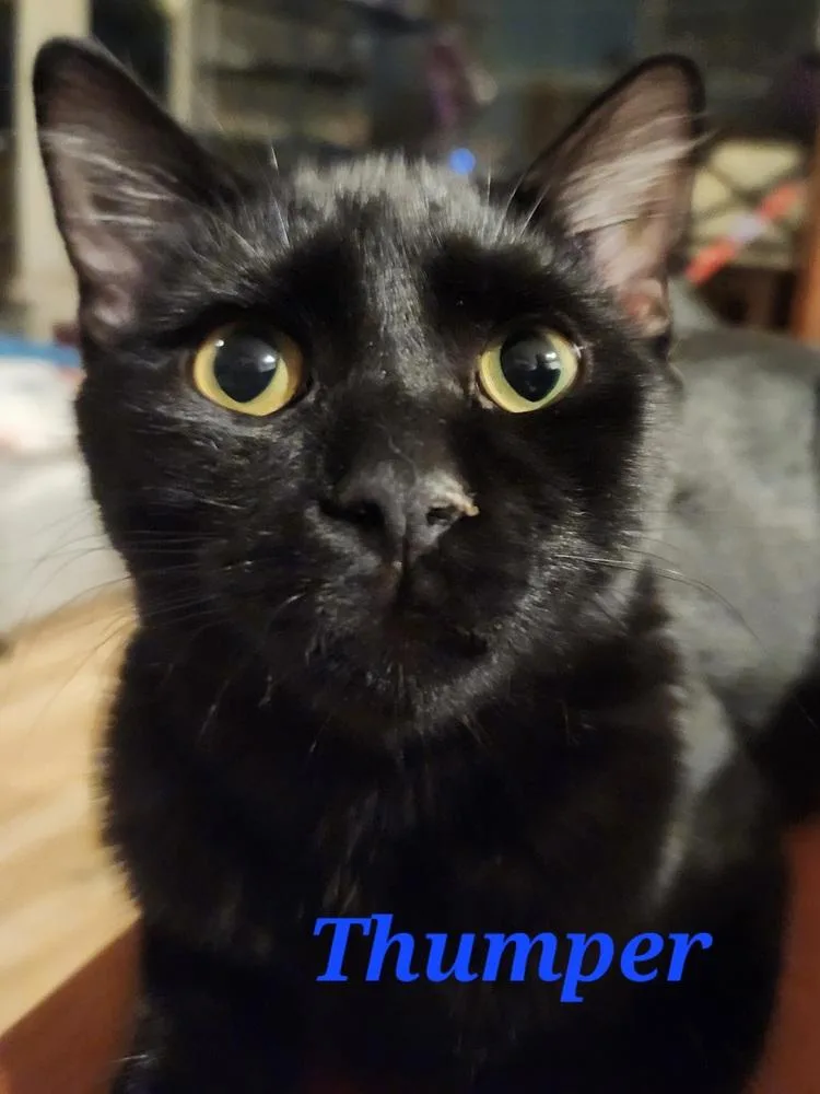 Thumper