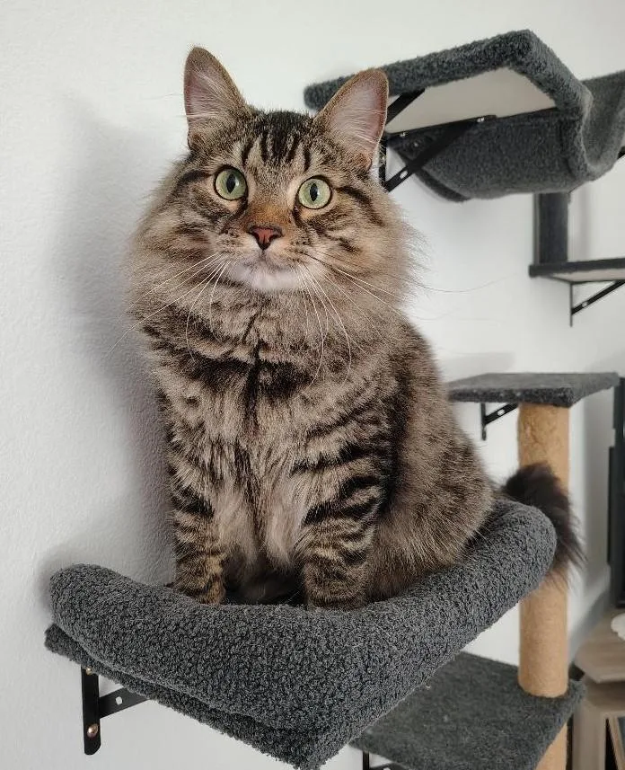 An adult large-sized male Tabby (Brown / Chocolate) Norwegian Forest Cat cat named Goose for adoption in Terrell, TX