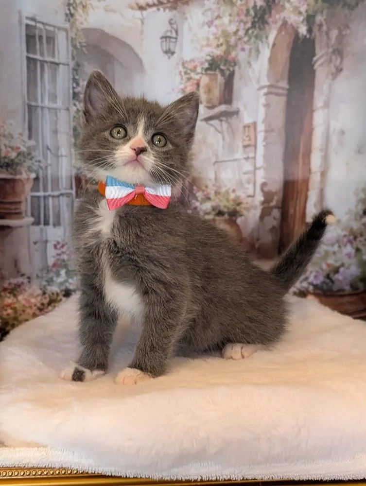 A baby small-sized female Gray & White Domestic Short Hair cat named Kiera for adoption in Fremont, CA