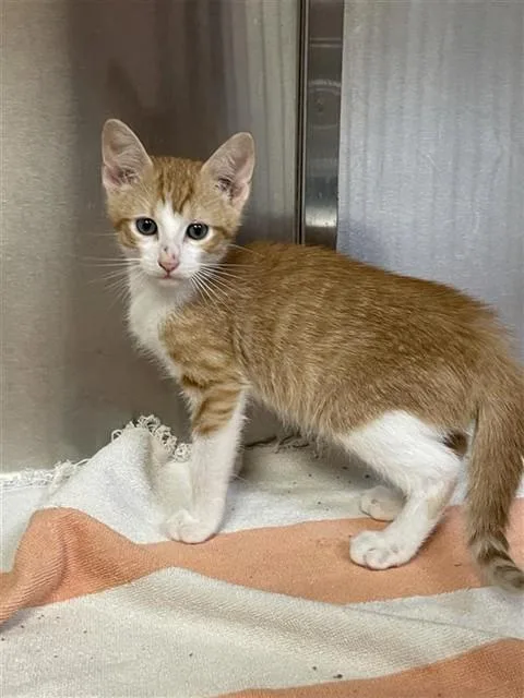 A baby small-sized male Domestic Short Hair cat named Joffrey for adoption in Corpus Christi, TX
