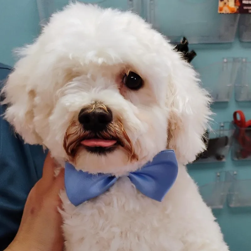 A young small-sized male Maltipoo dog named Pablo for adoption in Los Angeles, CA