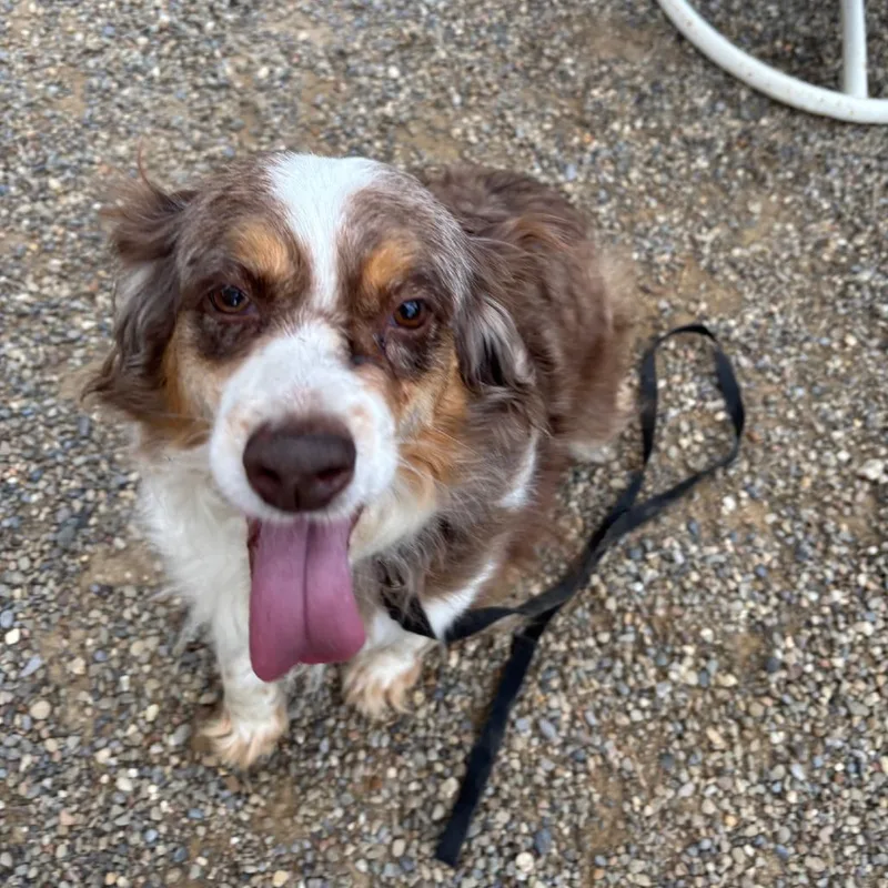 A senior small-sized female Red / Chestnut / Orange Australian Shepherd dog named Jewels for adoption in Columbia Station, OH