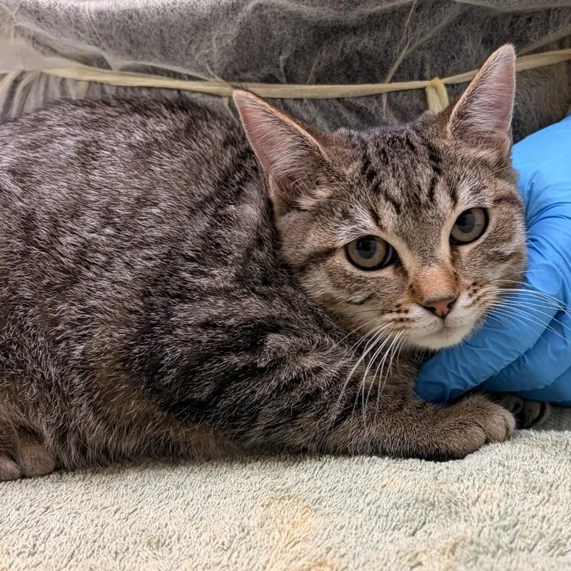 A baby small-sized female Domestic Short Hair cat named Spookster for adoption in Murray, UT