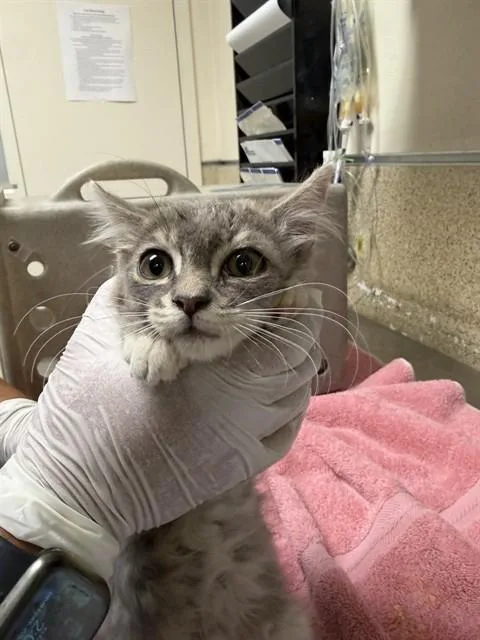 A baby small-sized female Domestic Medium Hair cat named Zero for adoption in Riverside, CA