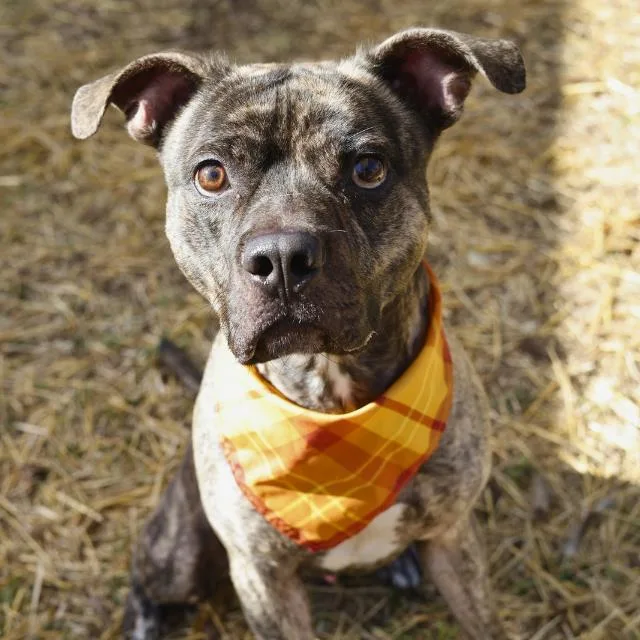 A young medium-sized male American Staffordshire Terrier dog named Buster Brown for adoption in San Antonio, TX