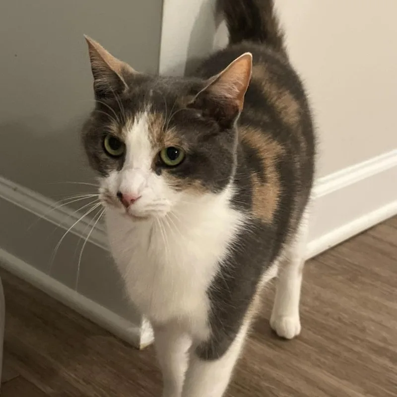 An adult medium-sized female Domestic Short Hair cat named Oatmeal for adoption in Greenville, SC