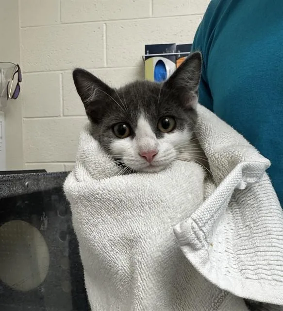 A baby small-sized female Domestic Short Hair cat named Shayla for adoption in Naples, FL