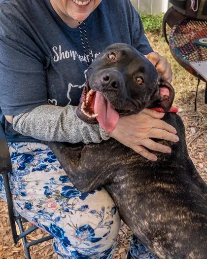 An adult large-sized female Mixed Breed dog named Carroway for adoption in Chamblee, GA